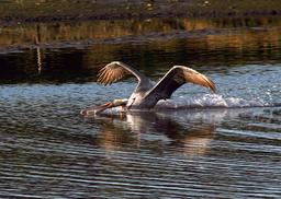 Pélican en train de pêcher. Source : http://data.abuledu.org/URI/51bc80f9-pelican-en-train-de-pecher