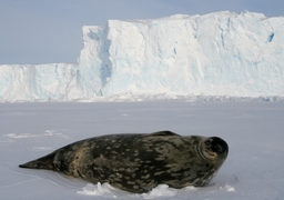 Phoque de Weddell. Source : http://data.abuledu.org/URI/47f5cf6b-phoque-de-weddell