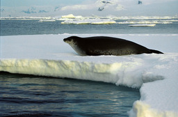 Phoque en antarctique. Source : http://data.abuledu.org/URI/47f3868b-phoque-en-antarctique