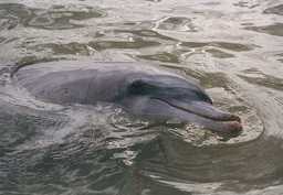 Photo de tête de dauphin. Source : http://data.abuledu.org/URI/5039439e-photo-de-tete-de-dauphin