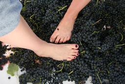 Pieds foulant le raisin. Source : http://data.abuledu.org/URI/5373a4c4-pieds-foulant-le-raisin