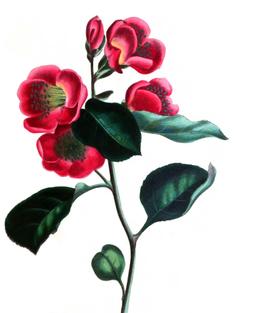Pieris japonica en 1836. Source : http://data.abuledu.org/URI/53ed4cbb-pieris-japonica-en-1836