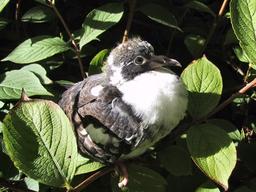 Pigeonneau biset. Source : http://data.abuledu.org/URI/54cbe8c7-pigeonneau-biset