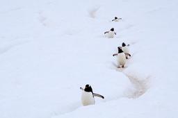 Pinguoins dans l'Antartique. Source : http://data.abuledu.org/URI/54d0f149-pinguoins-dans-l-antartique