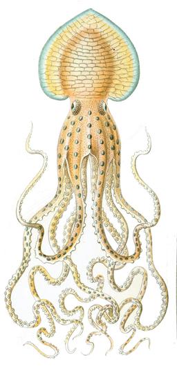 Poulpe Pinnoctopus cordiformis. Source : http://data.abuledu.org/URI/52cda20b-pinnoctopus-cordiformis