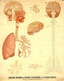 Planche Deyrolle d'anatomie humaine. Source : http://data.abuledu.org/URI/56f8230f-planche-deyrolle-d-anatomie-humaine