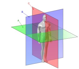 Plans de direction de l'anatomie de l'homme. Source : http://data.abuledu.org/URI/531b1f76-plans-de-direction-de-l-anatomie-de-l-homme