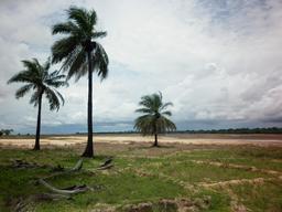 Plantations de riz au Sénégal. Source : http://data.abuledu.org/URI/54935d8e-plantations-de-riz-au-senegal