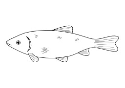 Poisson. Source : http://data.abuledu.org/URI/5027749e-poisson