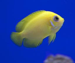 Poisson jaune. Source : http://data.abuledu.org/URI/546a5cf2-poisson-jaune