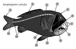 Poisson-ogre. Source : http://data.abuledu.org/URI/542c87fc-poisson-ogre