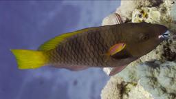 Poisson-perroquet rouille. Source : http://data.abuledu.org/URI/55461587-poisson-perroquet-rouille