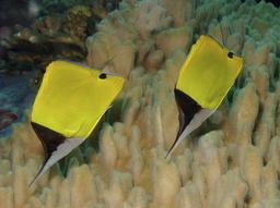 Poisson-pincette jaune. Source : http://data.abuledu.org/URI/527bb059-poisson-pincette-jaune