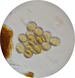 Pollen de Lavande au microscope. Source : http://data.abuledu.org/URI/5095585b-pollen-de-lavande