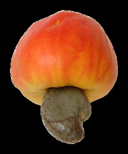 Pomme de cajou et sa noix 3. Source : http://data.abuledu.org/URI/5209ec60-pomme-de-cajou-et-sa-noix-3