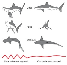 Postures du requin gris. Source : http://data.abuledu.org/URI/47f5ca24-posture-requin-gris-svg