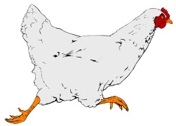 Poule blanche. Source : http://data.abuledu.org/URI/5049ae17-poule-blanche