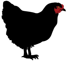 Résultat de recherche d'images pour "la poule noire dessin"
