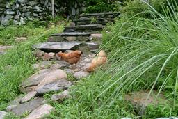 Poules en Chine. Source : http://data.abuledu.org/URI/55572c33-poules-en-chine