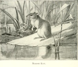Rat des marais. Source : http://data.abuledu.org/URI/5880bbc2-rat-des-marais