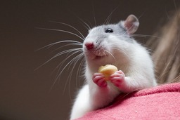 Rat domestique. Source : http://data.abuledu.org/URI/47f55c7e-rat-domestique
