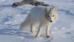 Renard polaire au Groenland. Source : http://data.abuledu.org/URI/5378dbb2-renard-polaire-au-groenland