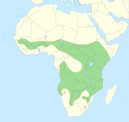 Répartition géographique du lion en Afrique. Source : http://data.abuledu.org/URI/50f72c49-repartition-geographique-du-lion-en-afrique