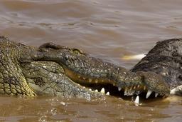 Repas de crocodile. Source : http://data.abuledu.org/URI/54d0efcb-repas-de-crocodile