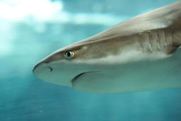 Requin à pointe noire. Source : http://data.abuledu.org/URI/47f3a5d6-requin-pointe-noire