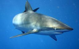 Requin au large de Cuba. Source : http://data.abuledu.org/URI/52d83975-requin-au-large-de-cuba