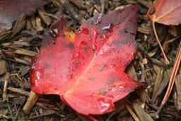 Rosée sur feuille d'automne. Source : http://data.abuledu.org/URI/538ae488-rosee-sur-feuille-d-automne