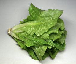 Salade - Laitue romaine. Source : http://data.abuledu.org/URI/501cf1c0-salade-laitue-romaine