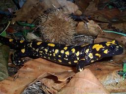 Salamandre. Source : http://data.abuledu.org/URI/50572554-salamandre