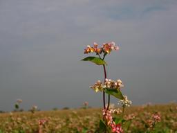 Sarrasin en fleurs dans une ferme bio. Source : http://data.abuledu.org/URI/54ba901f-sarrasin-en-fleurs-dans-une-ferme-bio