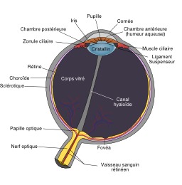 Schéma d'oeil humain. Source : http://data.abuledu.org/URI/50394aab-schema-d-oeil-humain