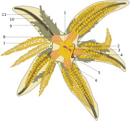Schéma d'une étoile de mer. Source : http://data.abuledu.org/URI/514894fc-schema-d-une-etoile-de-mer