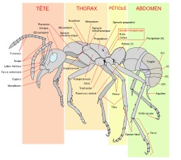 Schéma d'une fourmi. Source : http://data.abuledu.org/URI/5019b090-schema-d-une-fourmi