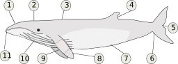 Schéma de baleine de Minke. Source : http://data.abuledu.org/URI/502a79b4-schema-de-baleine-de-minke