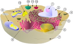 Schéma de cellule biologique. Source : http://data.abuledu.org/URI/50709ebc-schema-de-cellule-biologique