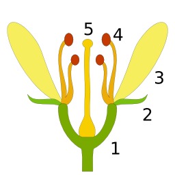 Schéma de fleur. Source : http://data.abuledu.org/URI/50df6b49-schema-de-fleur
