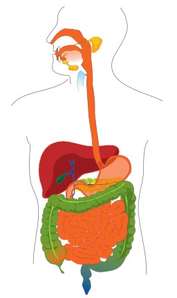 Schéma de la digestion humaine. Source : http://data.abuledu.org/URI/5382ed0d-schema-de-la-digestion-humaine