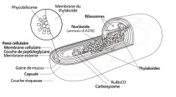 Schéma de la structure d'une cyanobactérie. Source : http://data.abuledu.org/URI/52152780-schema-de-la-structure-d-une-cyanobacterie