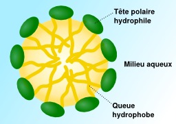 Schéma de micelle. Source : http://data.abuledu.org/URI/50a202f5-schema-de-micelle-