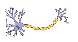 Schéma de neurone. Source : http://data.abuledu.org/URI/528fda9d-schema-de-neurone