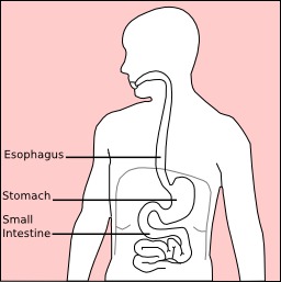 Schéma du ventre. Source : http://data.abuledu.org/URI/50302471-schema-du-ventre