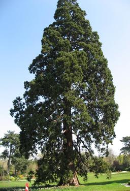 Séquoia géant. Source : http://data.abuledu.org/URI/53943f14-sequoia-geant