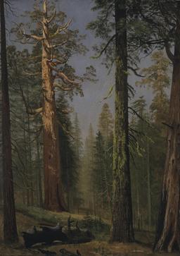 Séquoia géant en Californie. Source : http://data.abuledu.org/URI/53562df1-sequoia-geant-en-californie