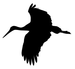 Silhouette de cigogne en vol. Source : http://data.abuledu.org/URI/5049ca27-silhouette-de-cigogne-en-vol