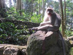 Singe macaque adulte à Bali. Source : http://data.abuledu.org/URI/516f96cf-singe-macaque-adulte-a-bali