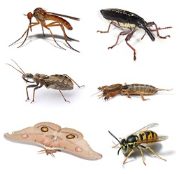 Six Insectes. Source : http://data.abuledu.org/URI/52f4138b-six-insectes